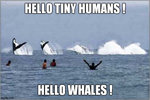 Greetings ! | HELLO TINY HUMANS ! HELLO WHALES ! | image tagged in fun,whales,greetings | made w/ Imgflip meme maker