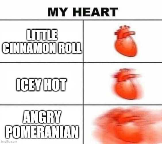My heart blank | LITTLE CINNAMON ROLL; ICEY HOT; ANGRY POMERANIAN | image tagged in my heart blank | made w/ Imgflip meme maker
