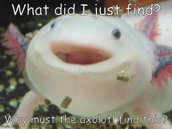 axolotl | What did I just find? Why must the axolotl find this? | image tagged in axolotl | made w/ Imgflip meme maker