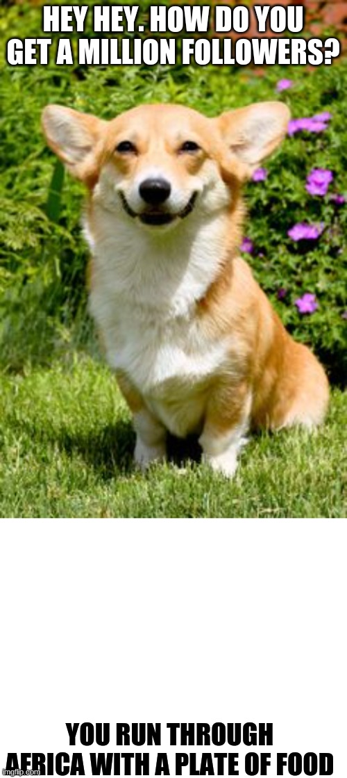 HEY HEY. HOW DO YOU GET A MILLION FOLLOWERS? YOU RUN THROUGH AFRICA WITH A PLATE OF FOOD | image tagged in mischievous corgi,blank white template | made w/ Imgflip meme maker