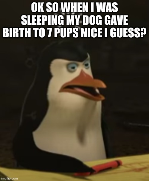 e | OK SO WHEN I WAS SLEEPING MY DOG GAVE BIRTH TO 7 PUPS NICE I GUESS? | image tagged in derp | made w/ Imgflip meme maker