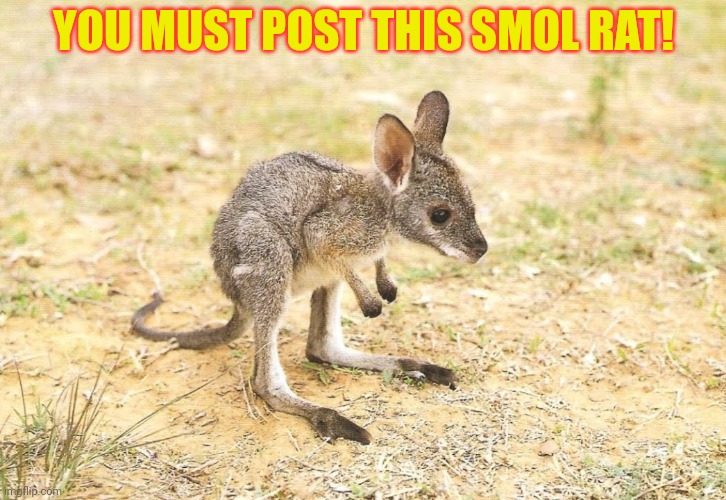 Post this rat! | YOU MUST POST THIS SMOL RAT! | image tagged in post this rat,rats,invasion,cute animals,but why why would you do that | made w/ Imgflip meme maker