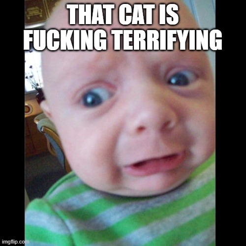 Terrified of Reality Baby | THAT CAT IS FUCKING TERRIFYING | image tagged in terrified of reality baby | made w/ Imgflip meme maker