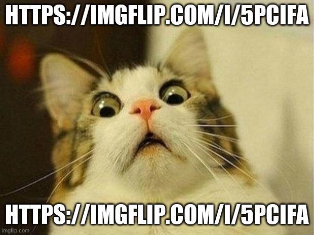 https://imgflip.com/i/5pcifa | HTTPS://IMGFLIP.COM/I/5PCIFA; HTTPS://IMGFLIP.COM/I/5PCIFA | image tagged in memes,scared cat | made w/ Imgflip meme maker