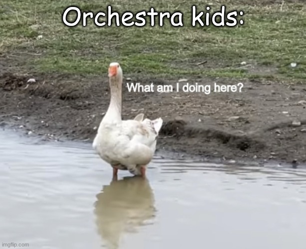 What am I doing here? | Orchestra kids: | image tagged in what am i doing here | made w/ Imgflip meme maker