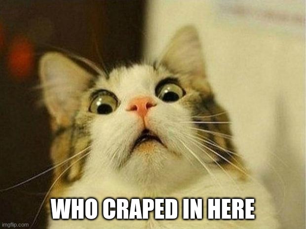 Scared Cat | WHO CRAPED IN HERE | image tagged in memes,scared cat | made w/ Imgflip meme maker