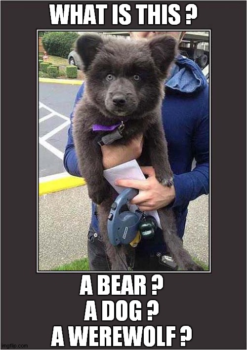 A Mystery Beast ! | WHAT IS THIS ? A BEAR ?
A DOG ?
A WEREWOLF ? | image tagged in fun,mystery,beast,dog,bear,werewolf | made w/ Imgflip meme maker
