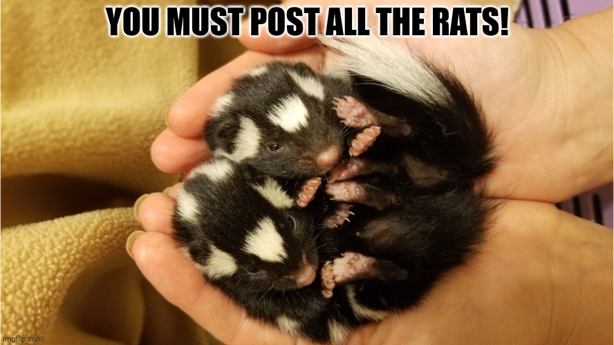 Rat invasion | YOU MUST POST ALL THE RATS! | image tagged in post this rat,rats,invasion,cute animals,but why why would you do that | made w/ Imgflip meme maker