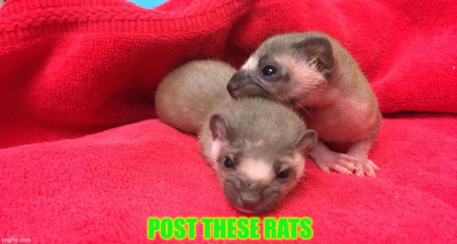 Rat invasion |  POST THESE RATS | image tagged in rats,invasion,post this rat,cute animals,but why why would you do that | made w/ Imgflip meme maker