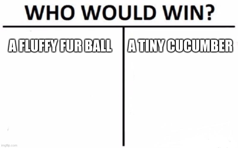 the greatest battle ever | A FLUFFY FUR BALL; A TINY CUCUMBER | image tagged in memes,who would win | made w/ Imgflip meme maker