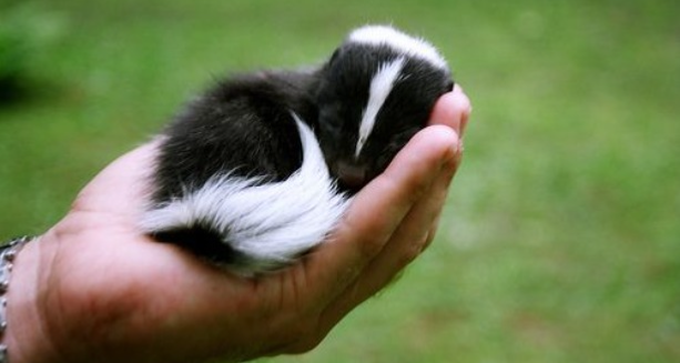 Baby skunk Blank Meme Template