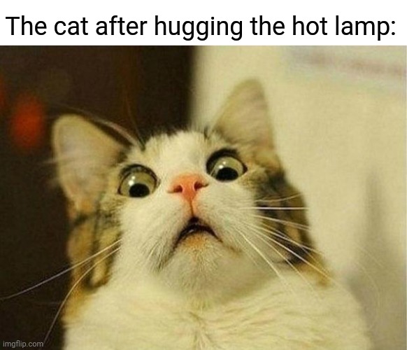 Hot lamp | The cat after hugging the hot lamp: | image tagged in memes,scared cat,cats,comment section,comments,comment | made w/ Imgflip meme maker