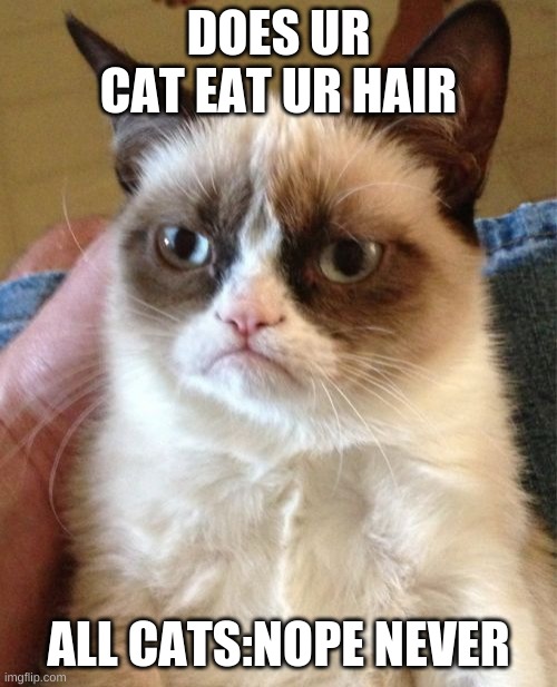 Grumpy Cat | DOES UR CAT EAT UR HAIR; ALL CATS:NOPE NEVER | image tagged in memes,grumpy cat | made w/ Imgflip meme maker