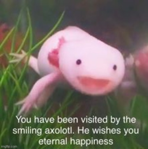 Axolotl has visited you | image tagged in axolotl,happy boi | made w/ Imgflip meme maker