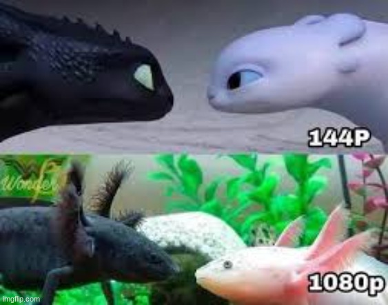 1080p | image tagged in axolotl | made w/ Imgflip meme maker