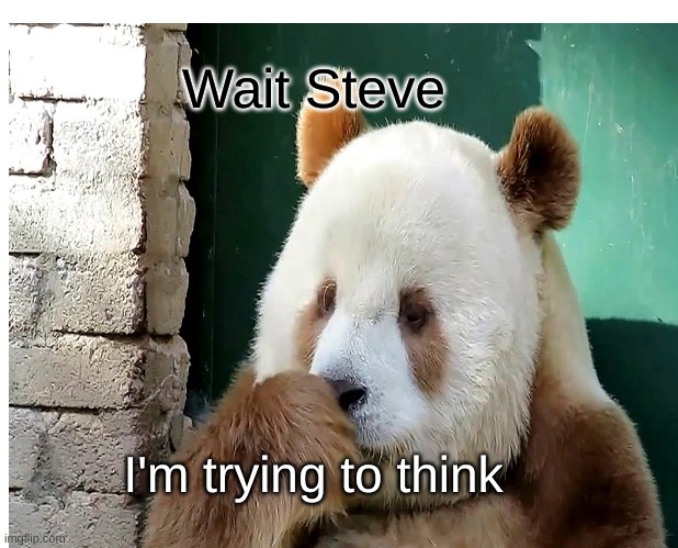 STEVE | Wait Steve; I'm trying to think | image tagged in panda | made w/ Imgflip meme maker
