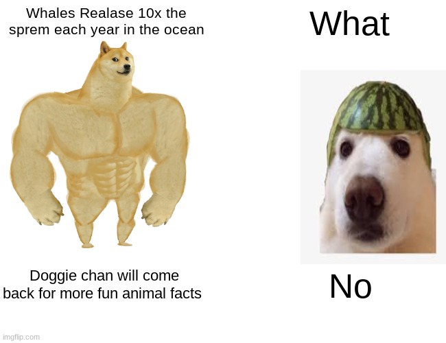 More fun animal facts | Whales Realase 10x the sprem each year in the ocean; What; Doggie chan will come back for more fun animal facts; No | image tagged in memes,buff doge vs cheems | made w/ Imgflip meme maker