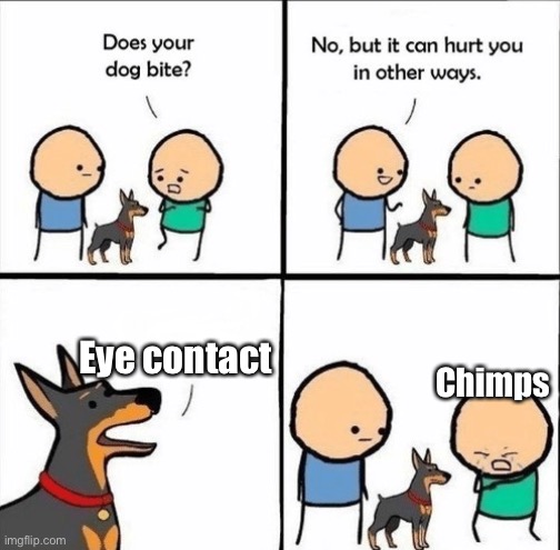 Chimps don’t like eye contact | Eye contact; Chimps | image tagged in does your dog bite | made w/ Imgflip meme maker