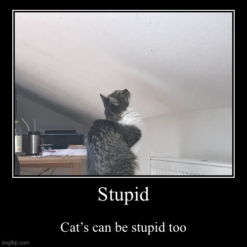 yes. | image tagged in funny,demotivationals,cats,sus,memes,stupid | made w/ Imgflip demotivational maker