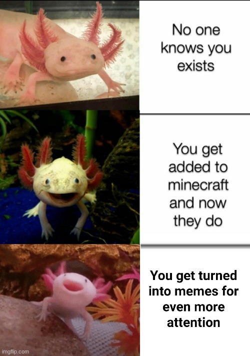 a x o l o t l | image tagged in axolotl | made w/ Imgflip meme maker