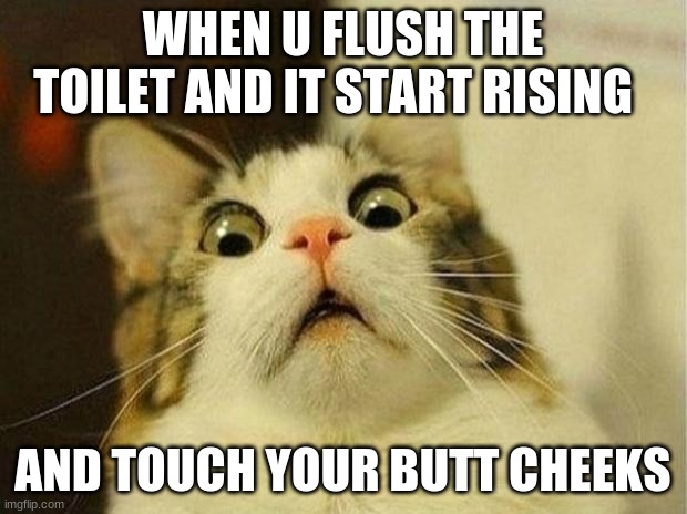 Scared Cat Meme | WHEN U FLUSH THE TOILET AND IT START RISING; AND TOUCH YOUR BUTT CHEEKS | image tagged in memes,scared cat | made w/ Imgflip meme maker