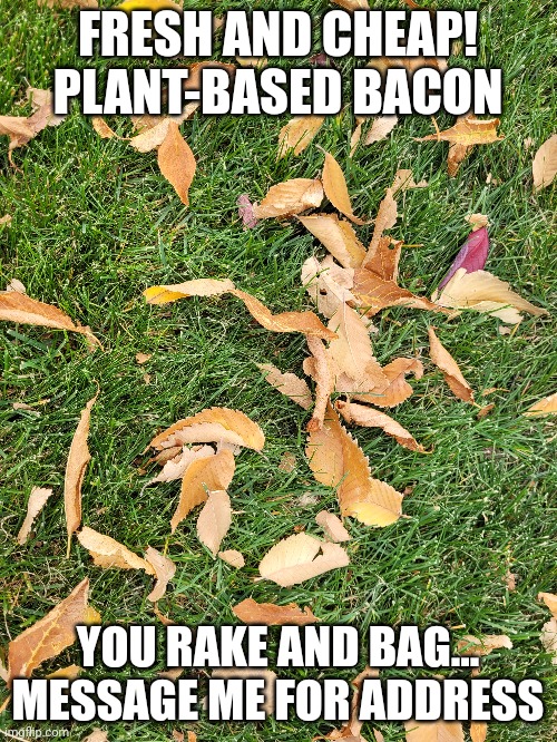 Free Bacon | FRESH AND CHEAP! PLANT-BASED BACON; YOU RAKE AND BAG... MESSAGE ME FOR ADDRESS | image tagged in bacon,leaves,fall | made w/ Imgflip meme maker