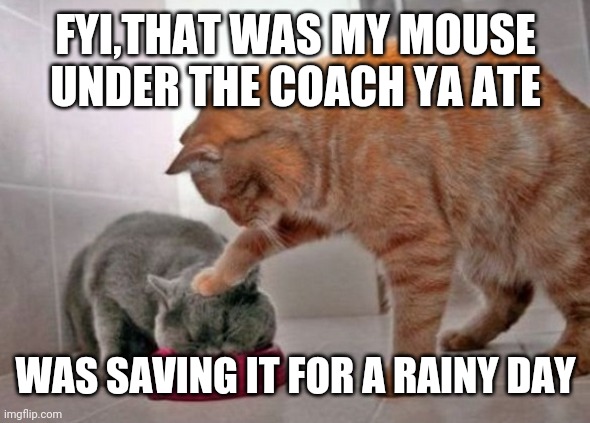 Force feed cat | FYI,THAT WAS MY MOUSE UNDER THE COACH YA ATE; WAS SAVING IT FOR A RAINY DAY | image tagged in force feed cat | made w/ Imgflip meme maker