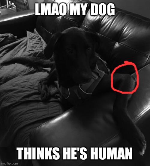 Human dog | LMAO MY DOG; THINKS HE’S HUMAN | image tagged in memes | made w/ Imgflip meme maker