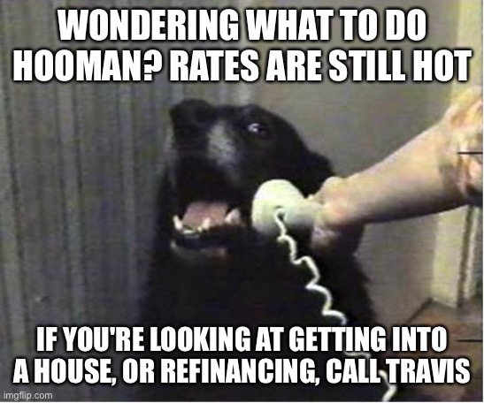 Yes this is dog | WONDERING WHAT TO DO HOOMAN? RATES ARE STILL HOT; IF YOU'RE LOOKING AT GETTING INTO A HOUSE, OR REFINANCING, CALL TRAVIS | image tagged in yes this is dog | made w/ Imgflip meme maker