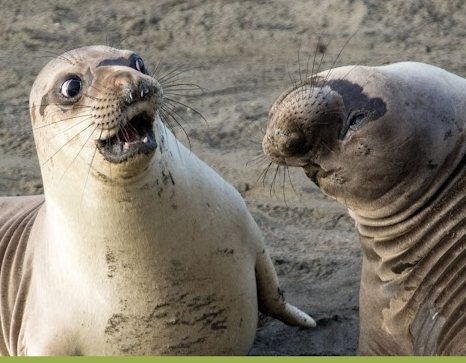 Bro? Blank Meme Template