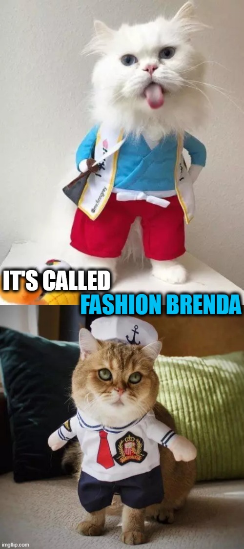 I Just Call It "Cute".... |  IT'S CALLED; FASHION BRENDA | image tagged in fun,funny cats,feeling cute,cute animals,fashion | made w/ Imgflip meme maker