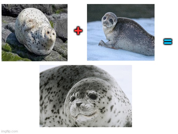 The perfect hybrid | =; + | image tagged in seal,sea doggo,meme | made w/ Imgflip meme maker