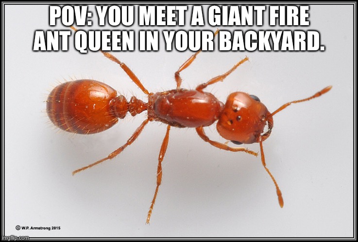 kill is prohibited | POV: YOU MEET A GIANT FIRE ANT QUEEN IN YOUR BACKYARD. | made w/ Imgflip meme maker