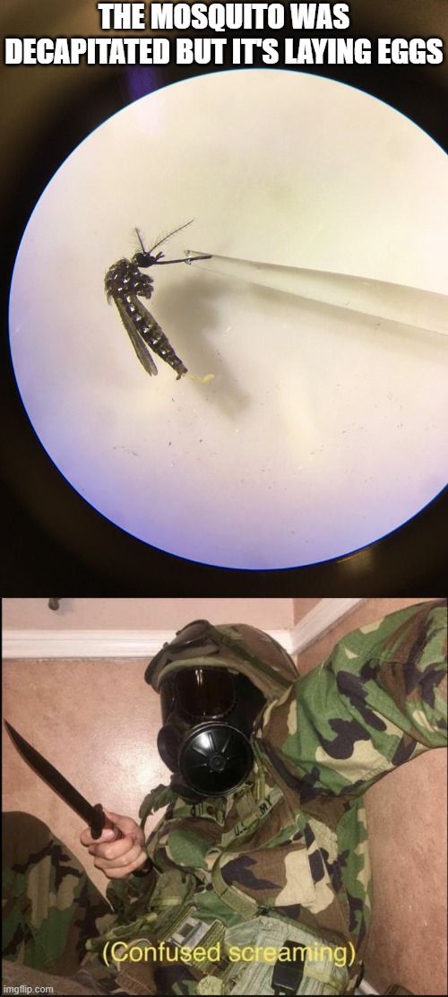 THE MOSQUITO WAS DECAPITATED BUT IT'S LAYING EGGS | image tagged in confused screaming but with gas mask | made w/ Imgflip meme maker