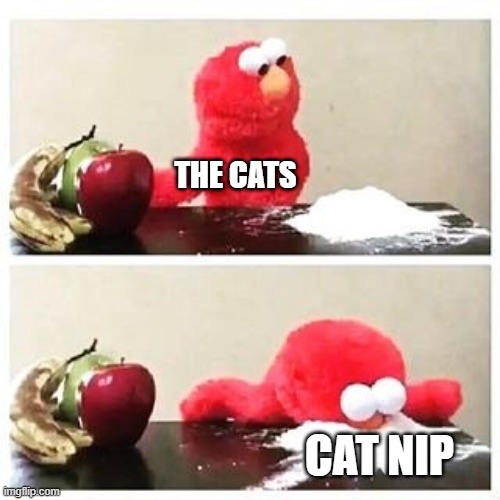 elmo cocaine | THE CATS CAT NIP | image tagged in elmo cocaine | made w/ Imgflip meme maker