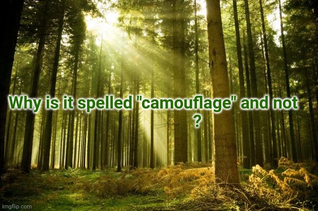 No, camouflage isn't invisible, you're just not looking hard enough! | Why is it spelled "camouflage" and not    
                 ? | image tagged in sunlit forest,camouflage,memes,tweet,shower thoughts,bamboozled | made w/ Imgflip meme maker