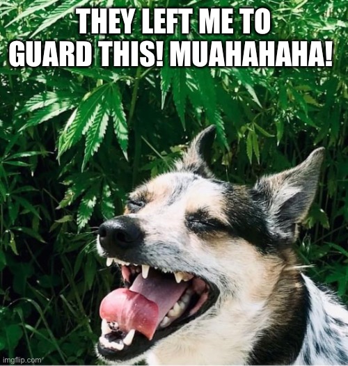 Pot dog | THEY LEFT ME TO GUARD THIS! MUAHAHAHA! | image tagged in doggo | made w/ Imgflip meme maker