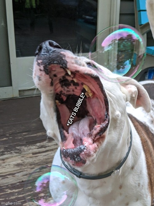 *EATS BUBBLE* | made w/ Imgflip meme maker