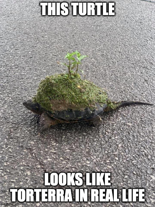 THIS TURTLE; LOOKS LIKE TORTERRA IN REAL LIFE | made w/ Imgflip meme maker