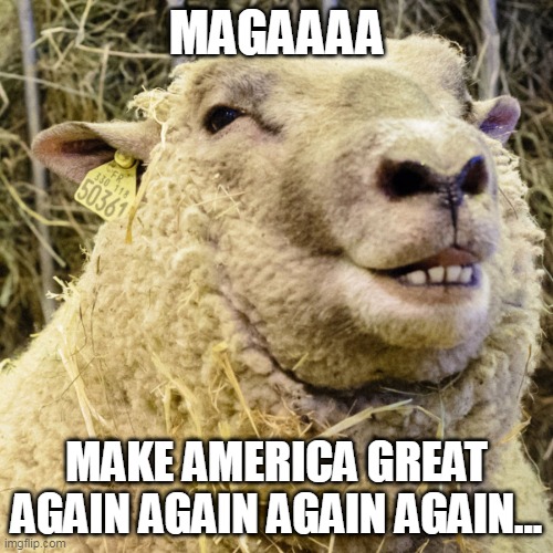 Make America Great Again Again | MAGAAAA; MAKE AMERICA GREAT AGAIN AGAIN AGAIN AGAIN... | image tagged in magaaaaaa,maga,sheep,trump | made w/ Imgflip meme maker