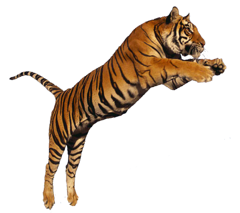 TKing Tiger Blank Meme Template