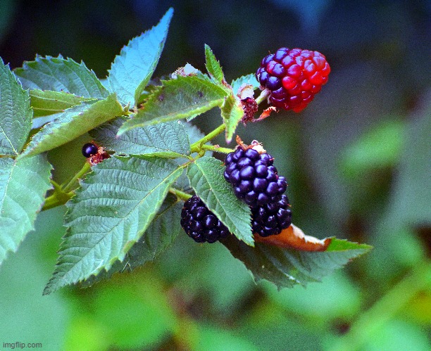 These are my everbearing blackberries I harvest twice a year. | image tagged in blackberries,everbearing,kewlew | made w/ Imgflip meme maker