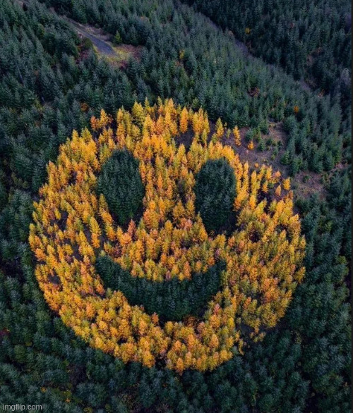 smile hippy | image tagged in tree smile | made w/ Imgflip meme maker