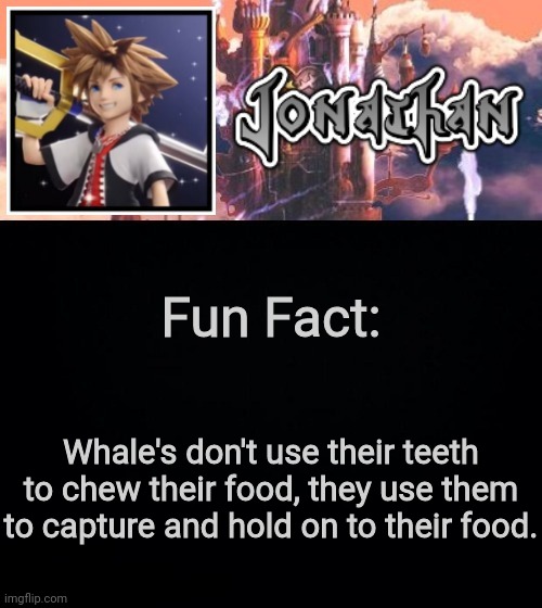 Fun Fact:; Whale's don't use their teeth to chew their food, they use them to capture and hold on to their food. | image tagged in jonathan's sixth temp | made w/ Imgflip meme maker