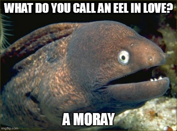 Bad Joke Eel |  WHAT DO YOU CALL AN EEL IN LOVE? A MORAY | image tagged in memes,bad joke eel,eel,puns,punny | made w/ Imgflip meme maker