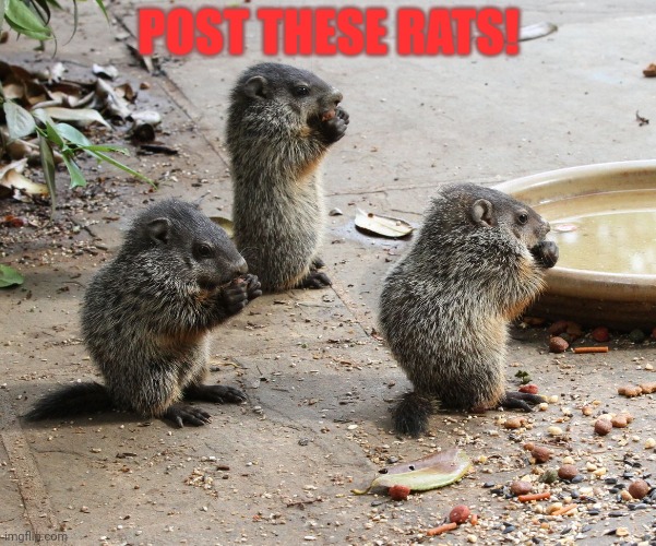 Post it. | POST THESE RATS! | image tagged in post this rat,rats,invasion,cute animals | made w/ Imgflip meme maker