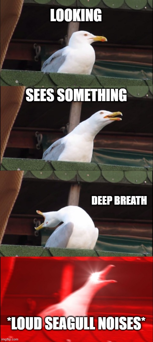 Inhaling Seagull | LOOKING; SEES SOMETHING; DEEP BREATH; *LOUD SEAGULL NOISES* | image tagged in memes,inhaling seagull | made w/ Imgflip meme maker