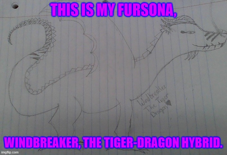 My Fursona. It still needs color. Any suggestions? Comment your thoughts. | THIS IS MY FURSONA, WINDBREAKER, THE TIGER-DRAGON HYBRID. | image tagged in furry,dragon | made w/ Imgflip meme maker