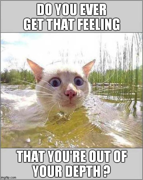 Don't Panic ! | DO YOU EVER GET THAT FEELING; THAT YOU'RE OUT OF
YOUR DEPTH ? | image tagged in cats,panic,out of your depth,swimming | made w/ Imgflip meme maker