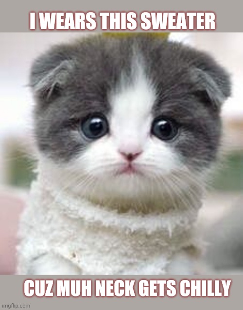 I WEARS THIS SWEATER; CUZ MUH NECK GETS CHILLY | image tagged in cute kitten,sweater | made w/ Imgflip meme maker